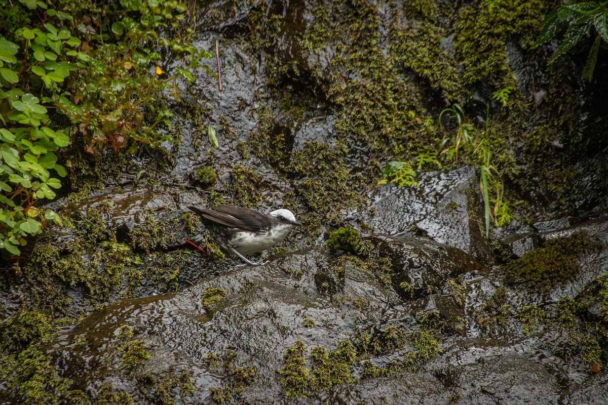 White-capped Dipper - ML642077783