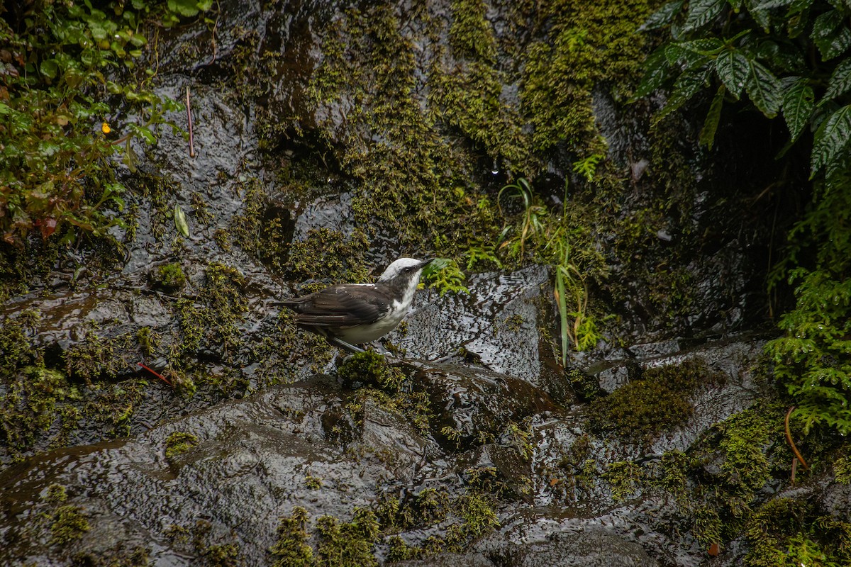 White-capped Dipper - ML642077784