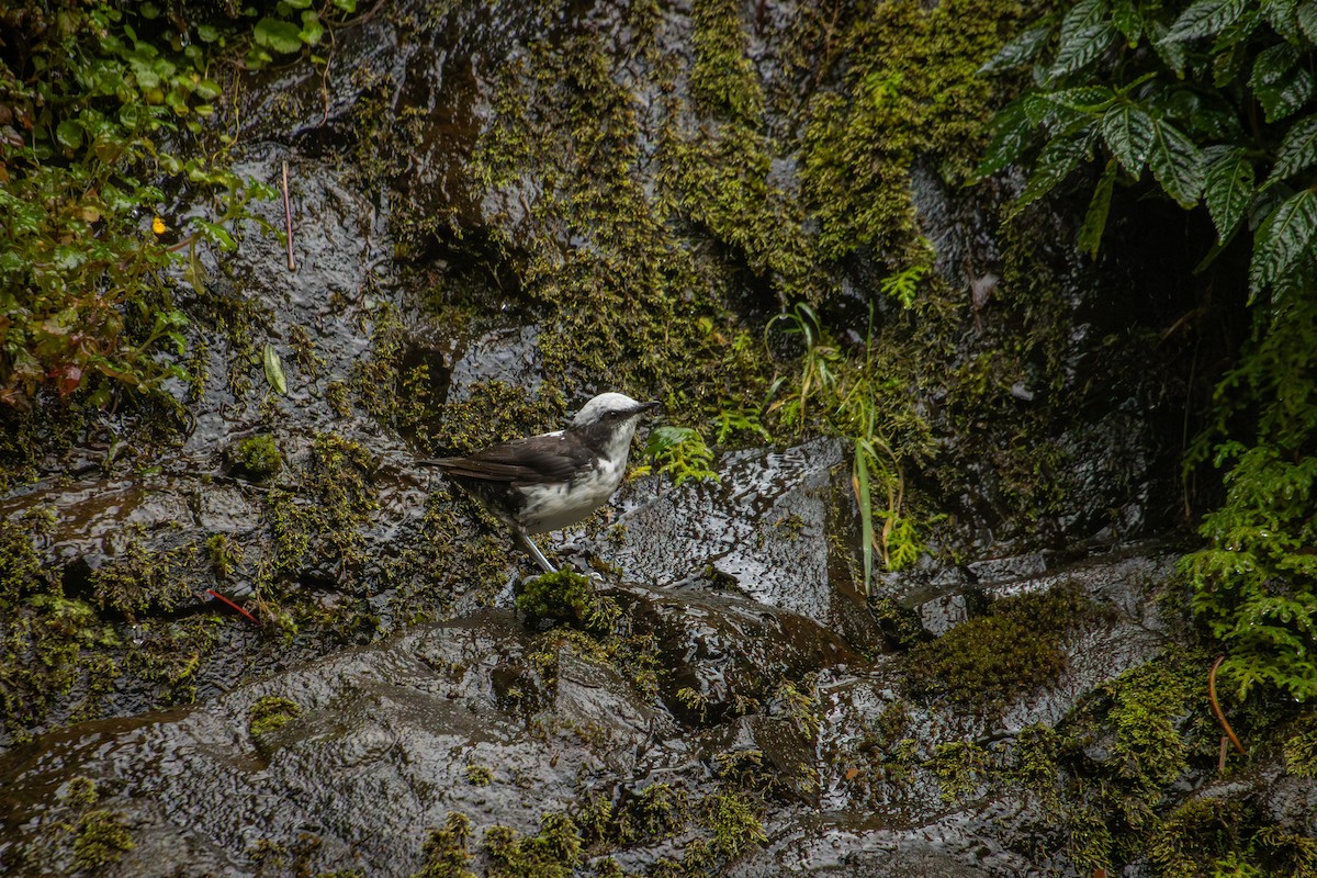 White-capped Dipper - ML642077785