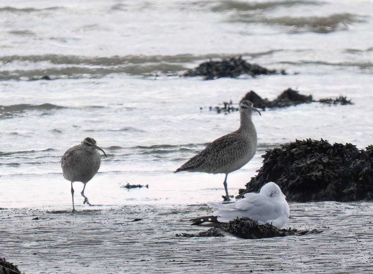 Whimbrel - ML642077795
