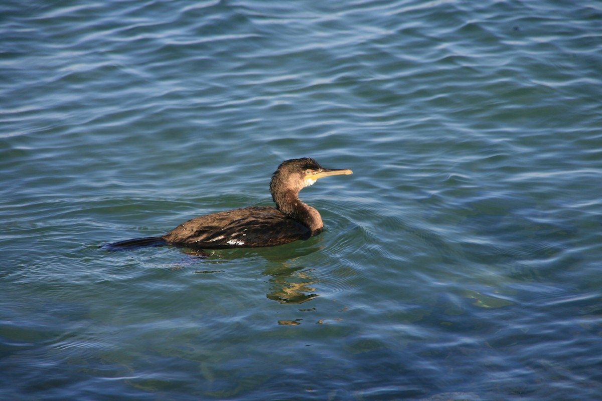 Ubarroi mottoduna - ML642077807