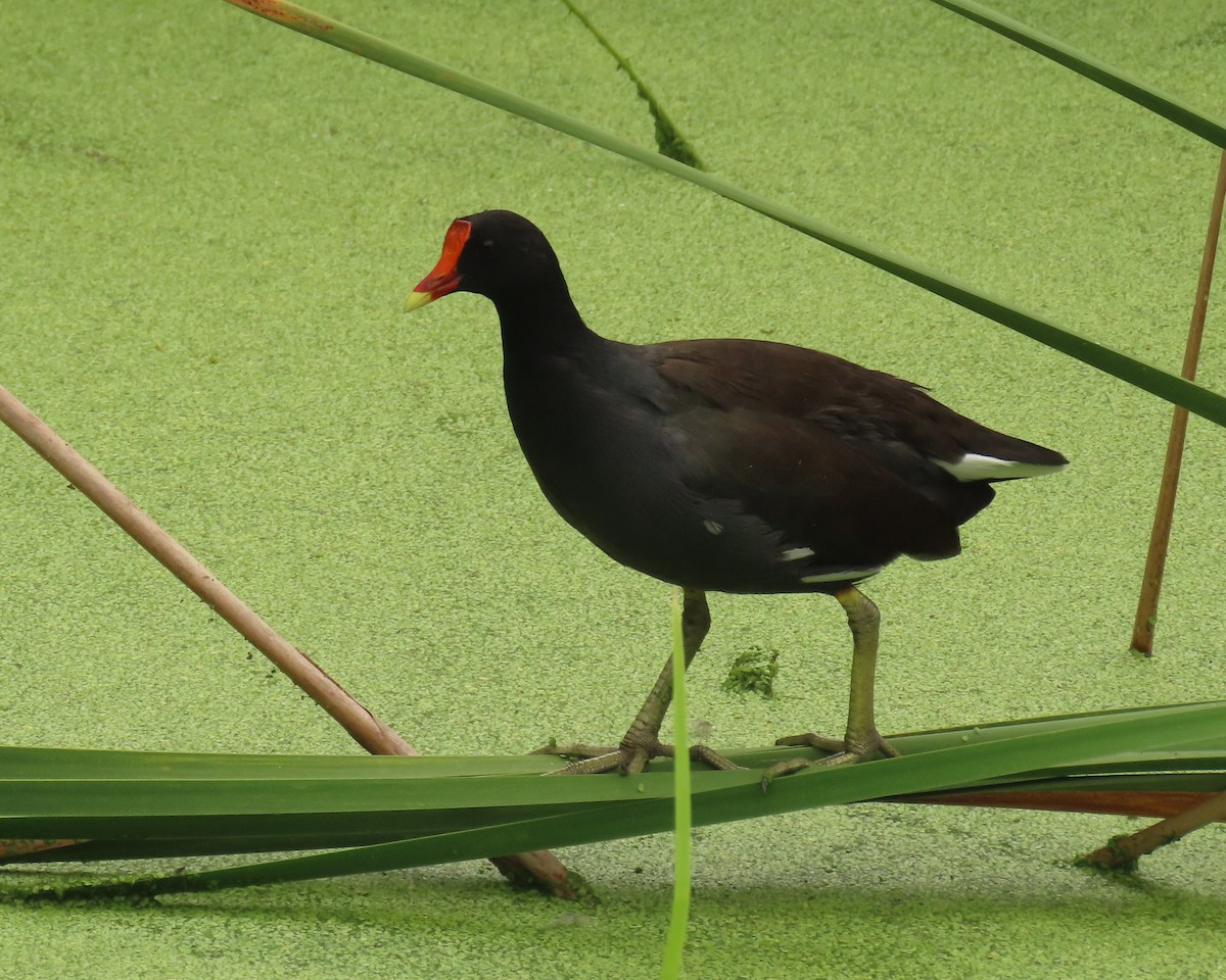 Common Gallinule - ML642077809