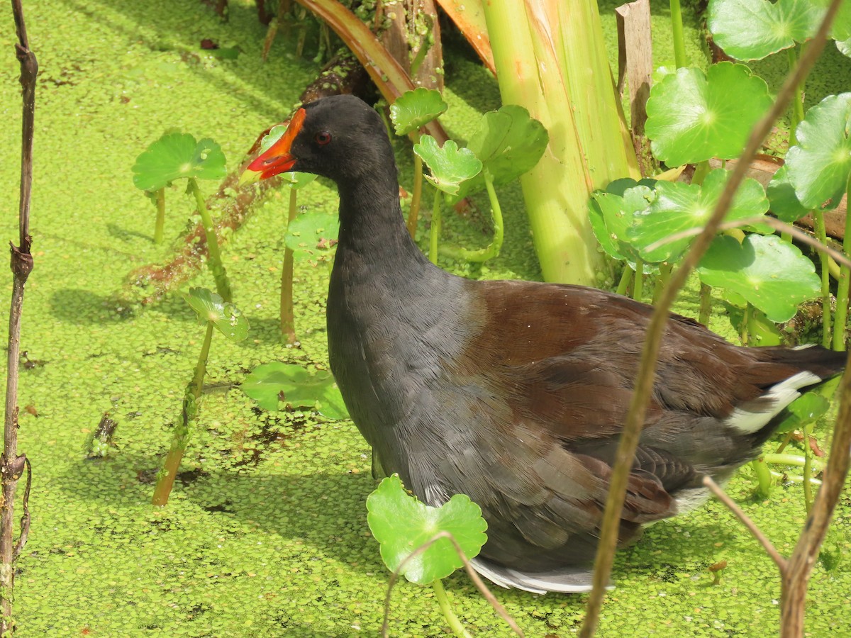Common Gallinule - ML642077810