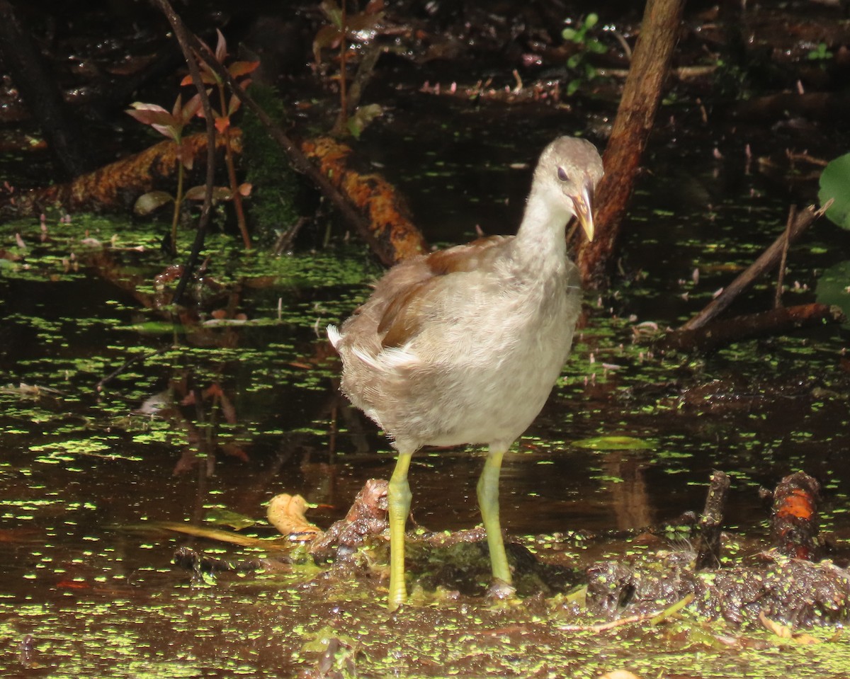 Common Gallinule - ML642077811