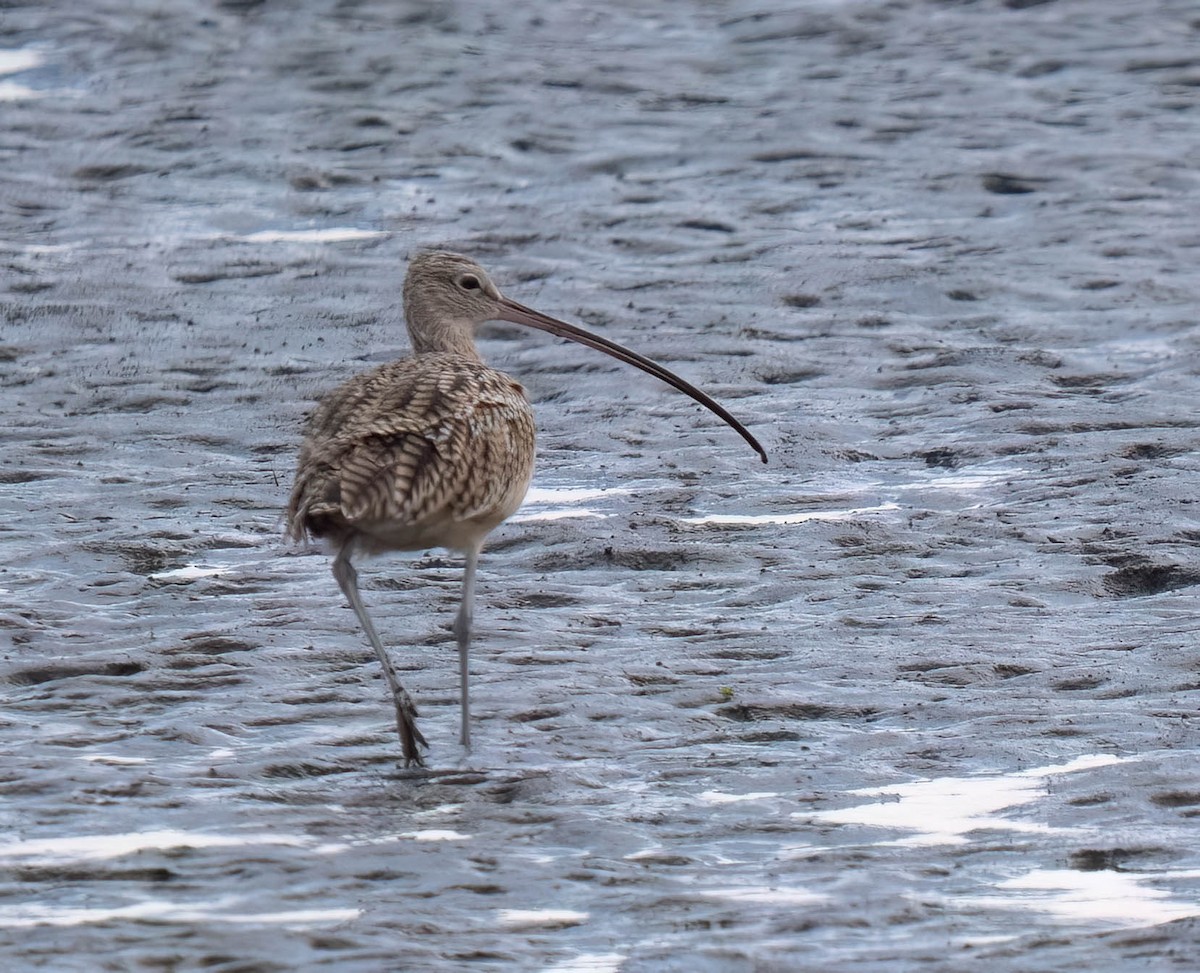 Long-billed Curlew - ML642077820