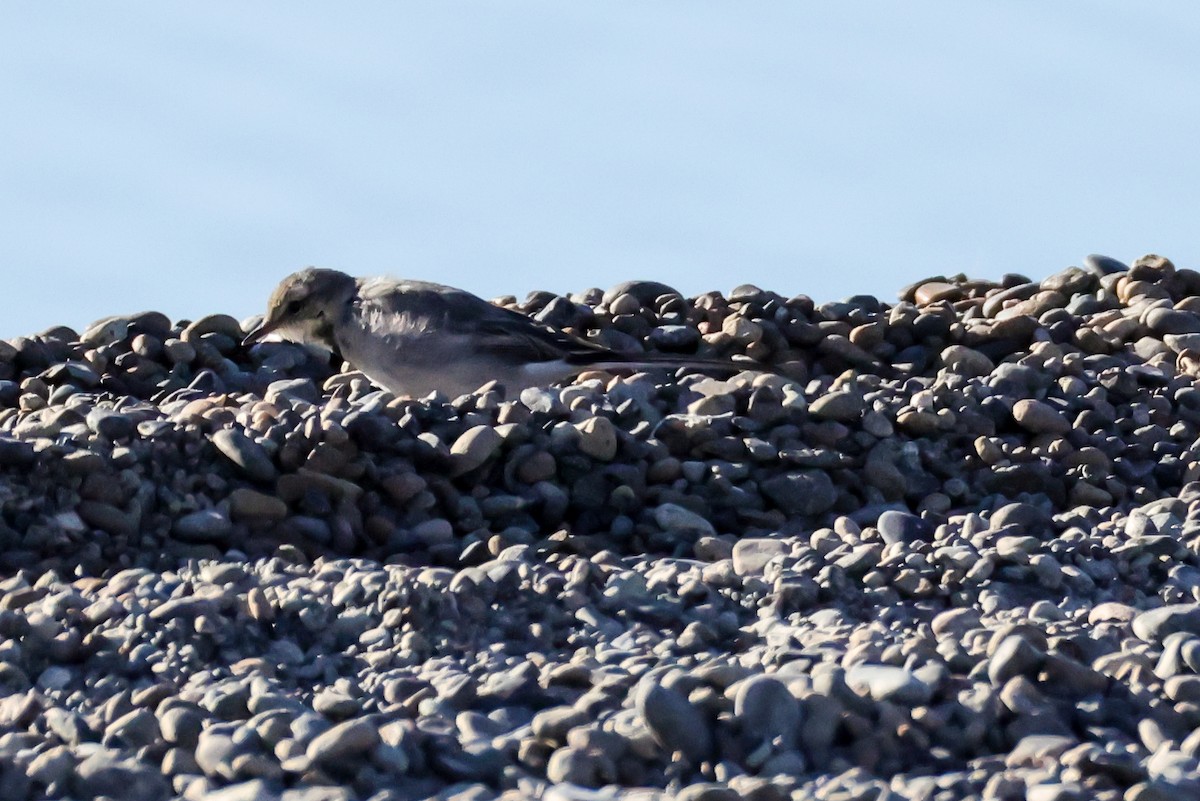 White Wagtail - ML642077848