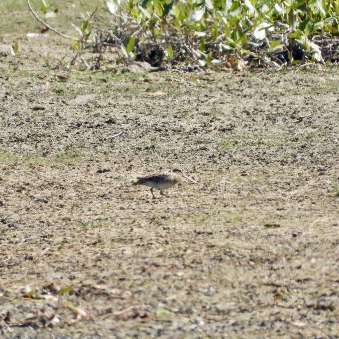 Wilson's Snipe - ML642077858