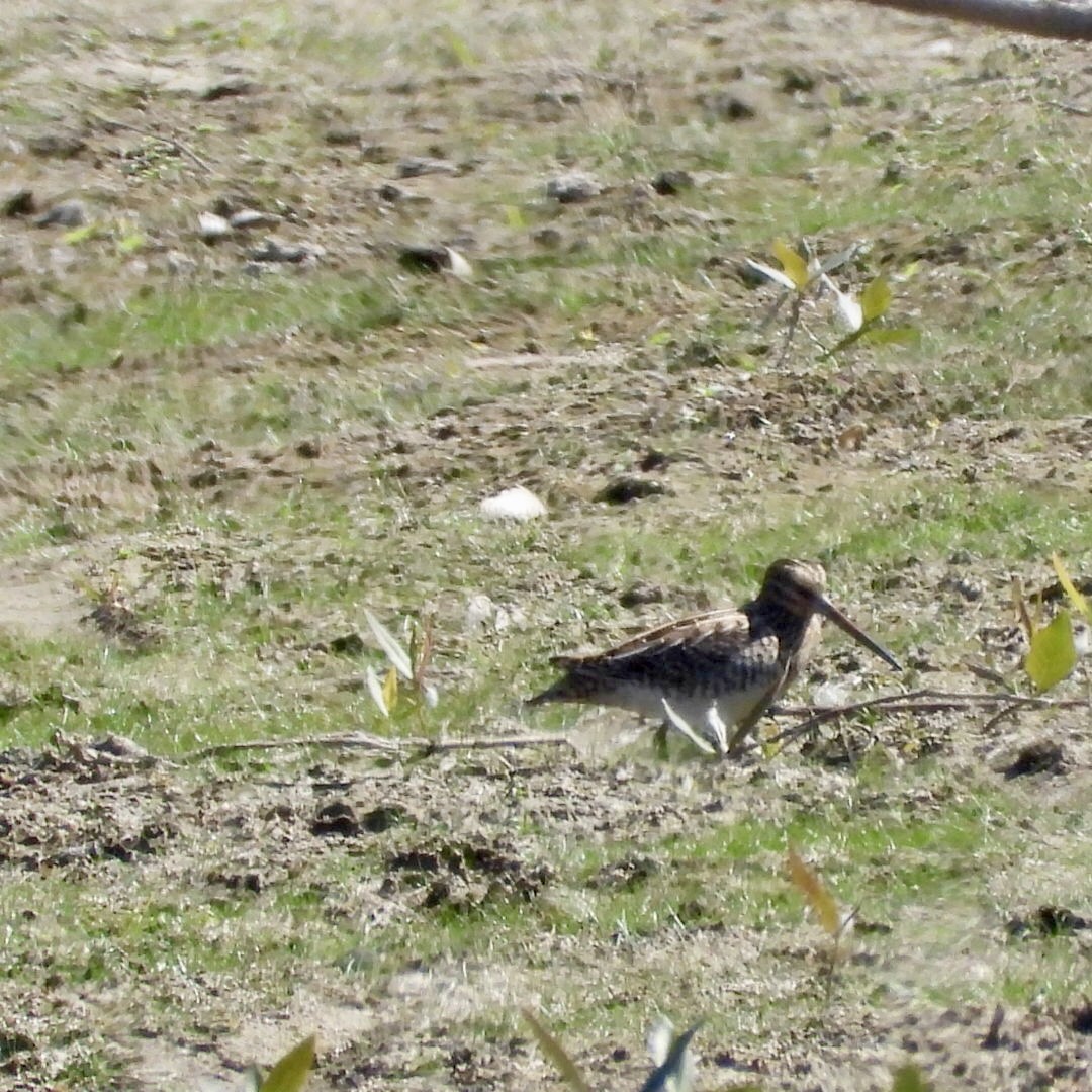 Wilson's Snipe - ML642077859