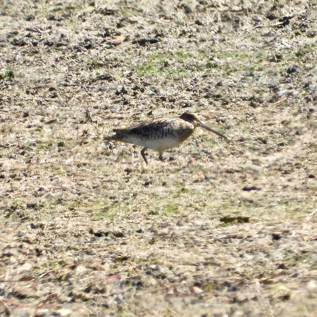 Wilson's Snipe - ML642077860