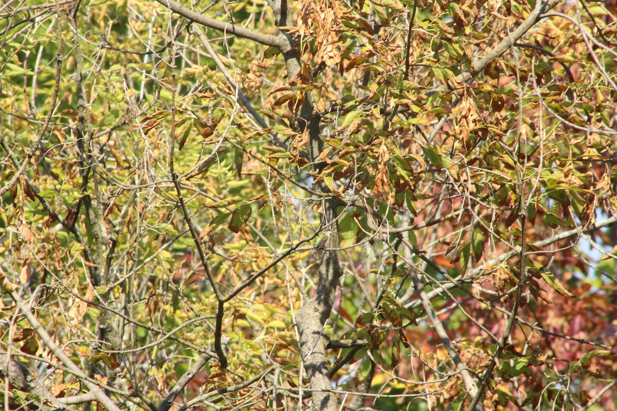 Colibrí Gorjirrubí - ML642077862