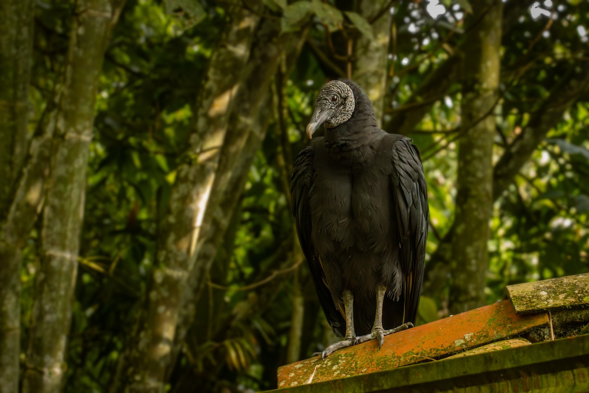 Black Vulture - ML642077864
