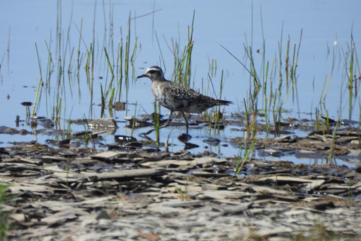 American Golden-Plover - ML642077865