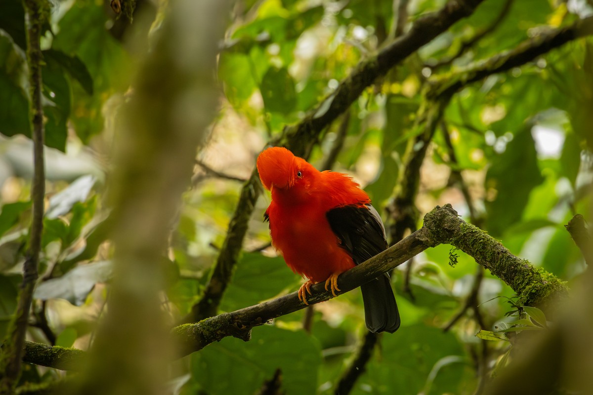 Andean Cock-of-the-rock - ML642077873