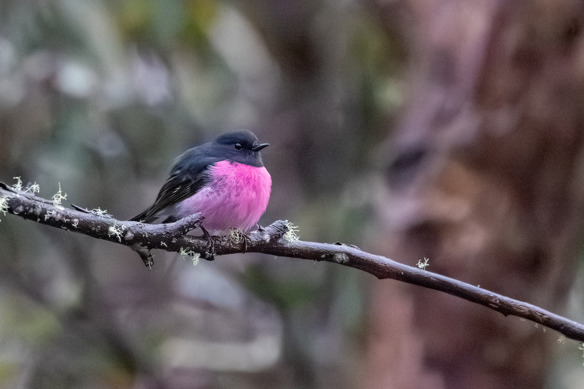 Pink Robin - ML642077874