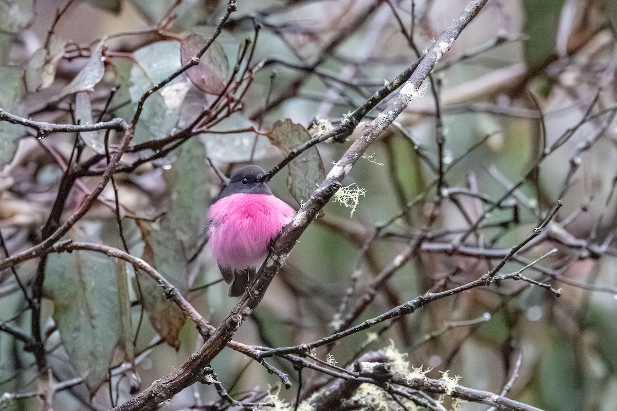 Pink Robin - ML642077875