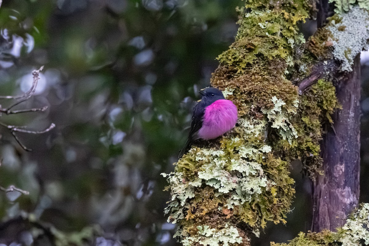 Pink Robin - ML642077876