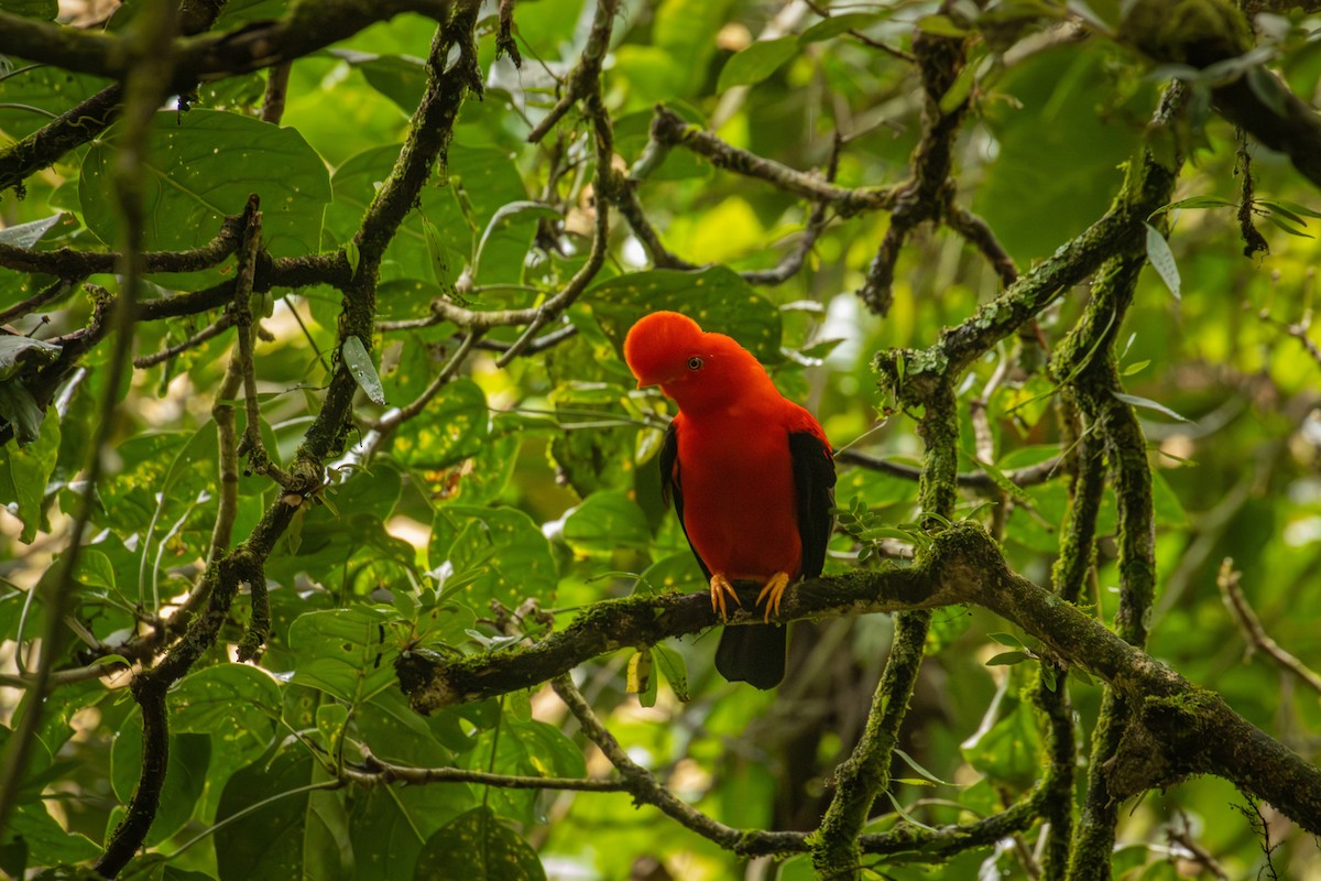 Andean Cock-of-the-rock - ML642077883