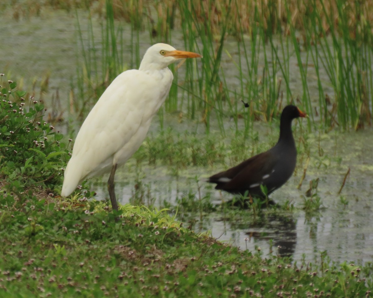 Western Cattle-Egret - ML642077884