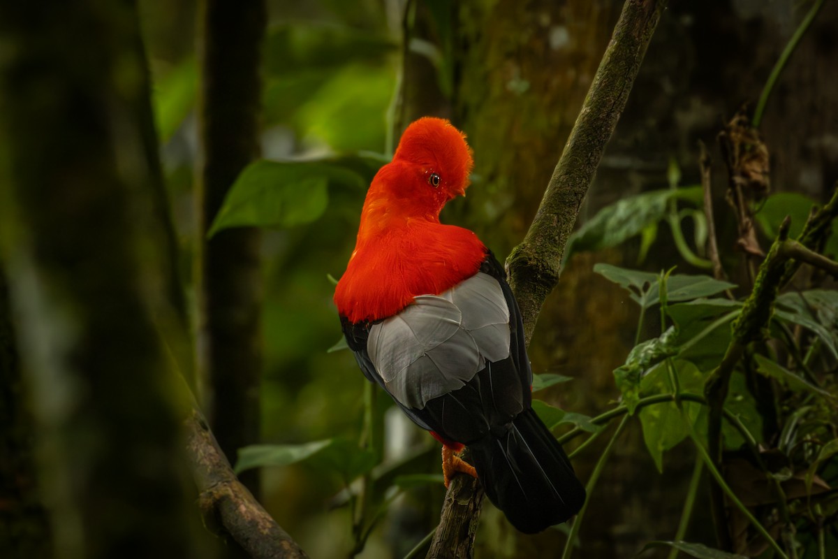 Andean Cock-of-the-rock - ML642077886