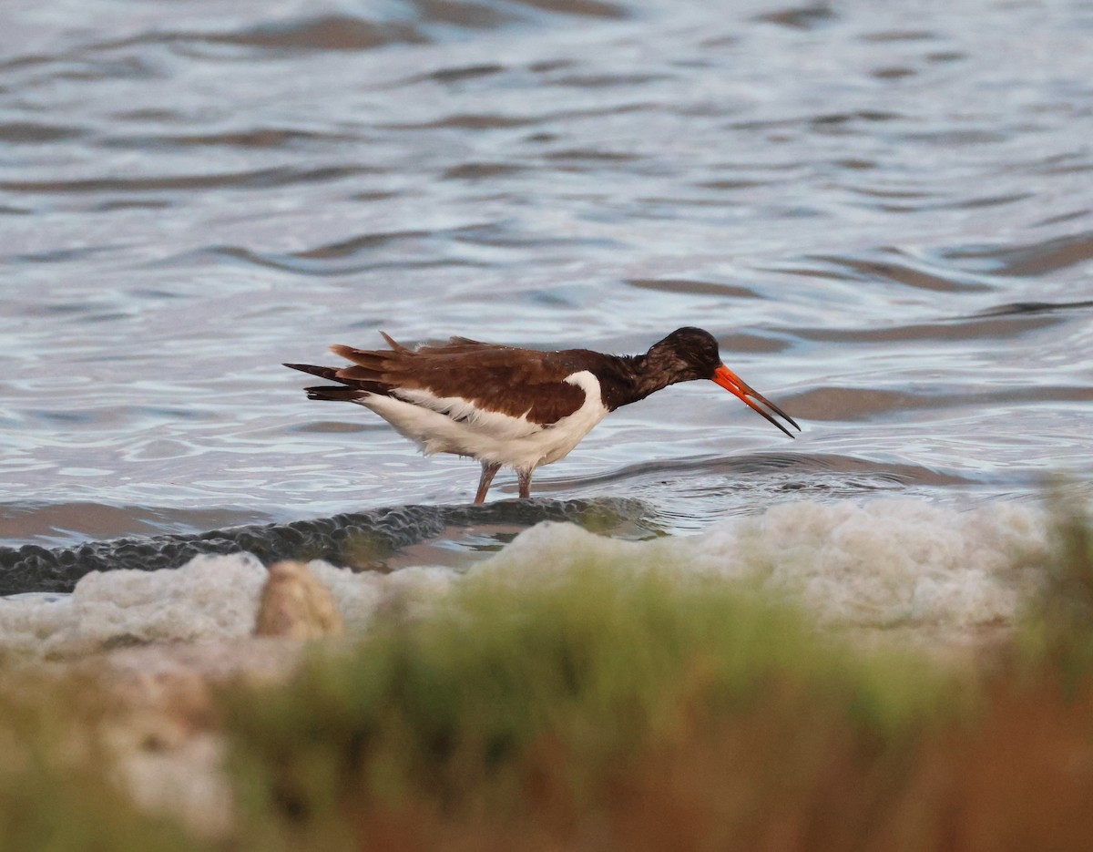 Eurasian Oystercatcher - ML642077893