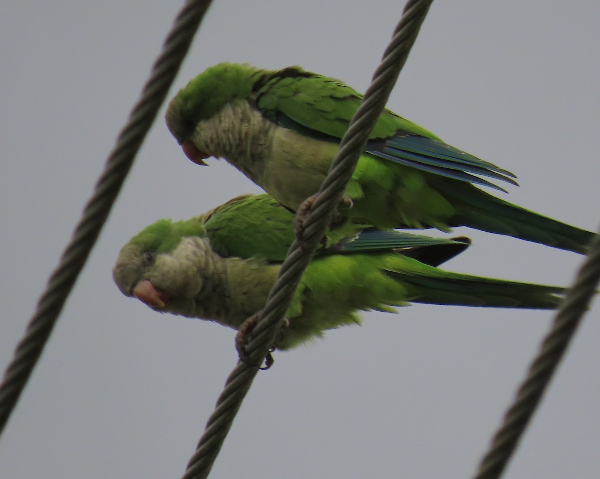Monk Parakeet - ML642077896