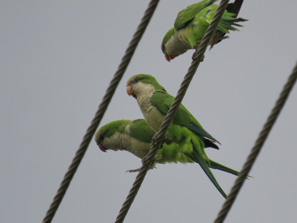 Monk Parakeet - ML642077897