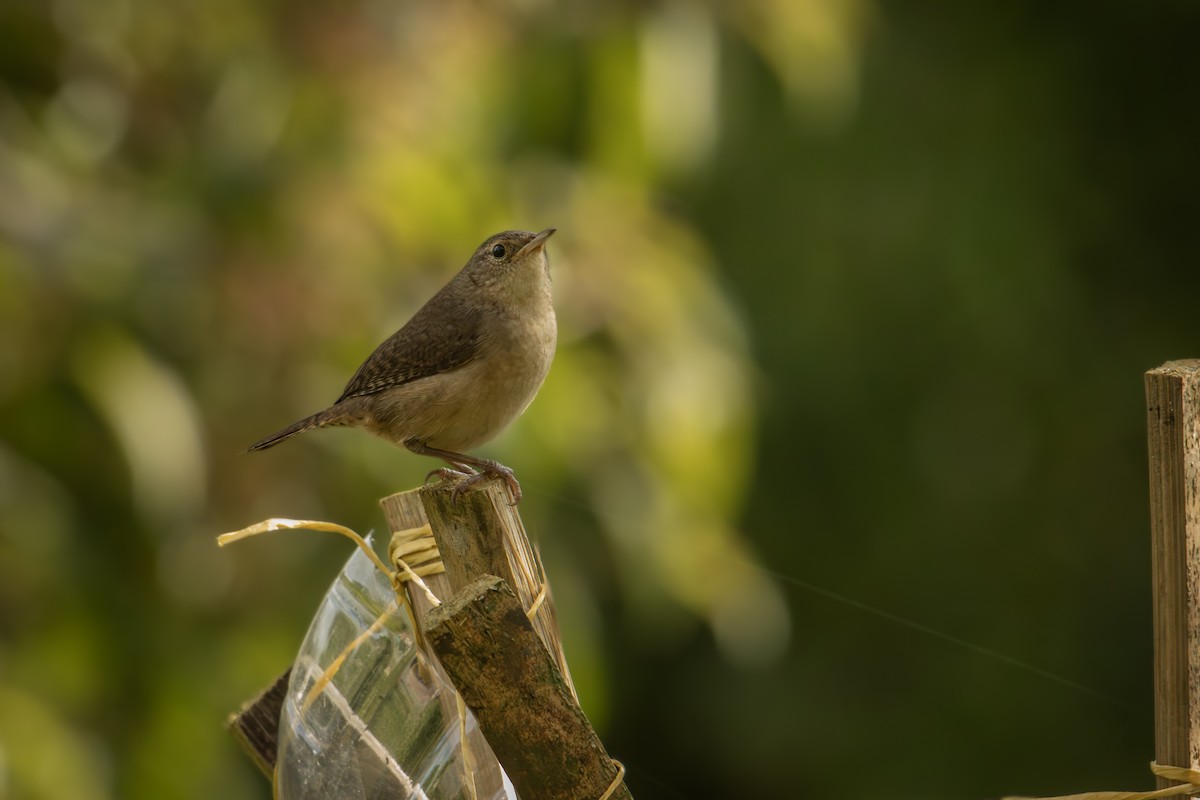 Southern House Wren - ML642077899