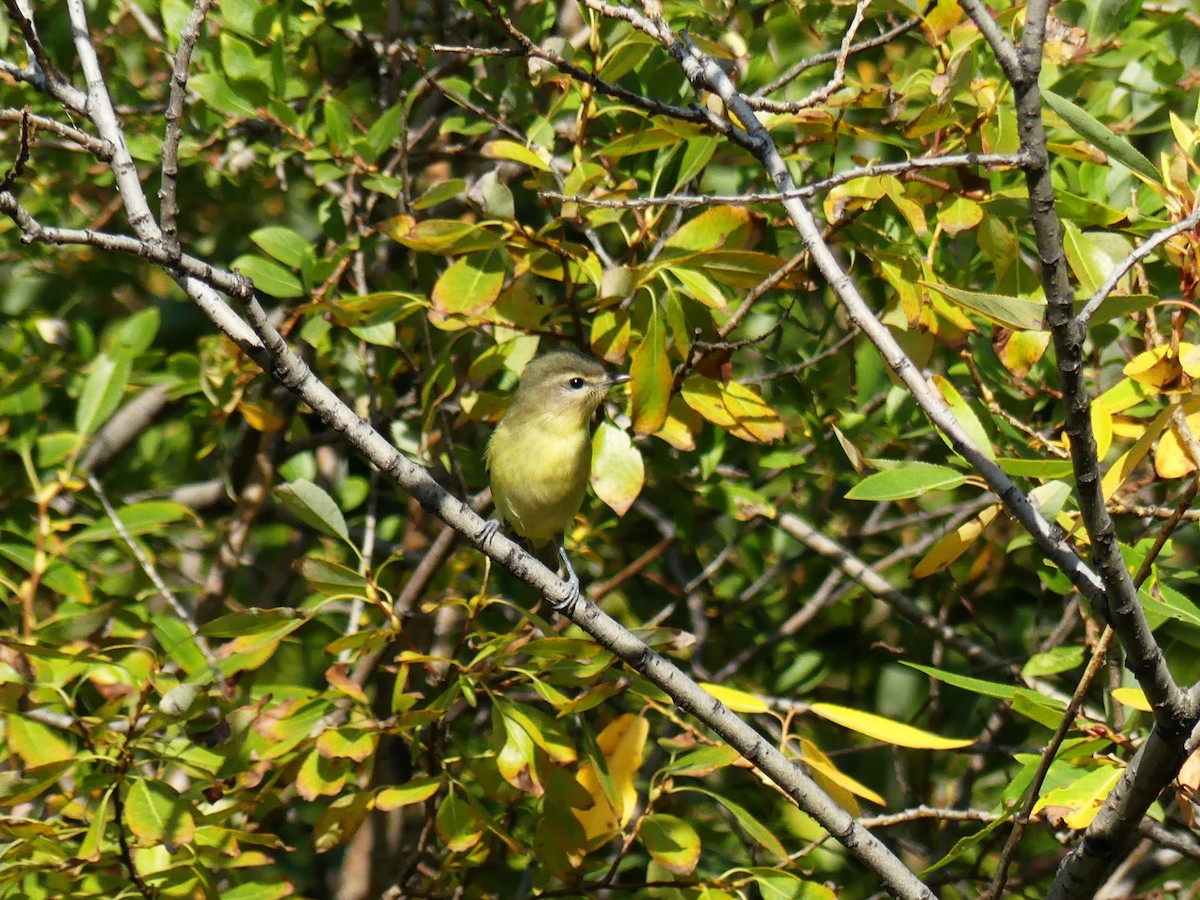Philadelphia Vireo - ML642077900