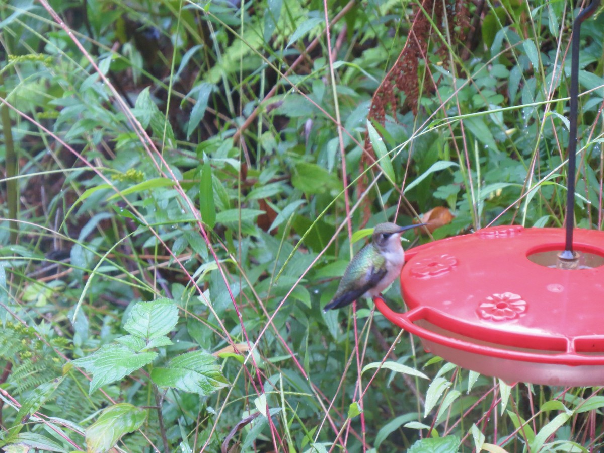 Ruby-throated Hummingbird - ML642077904