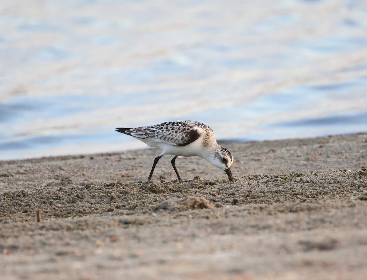 Sanderling - ML642077905