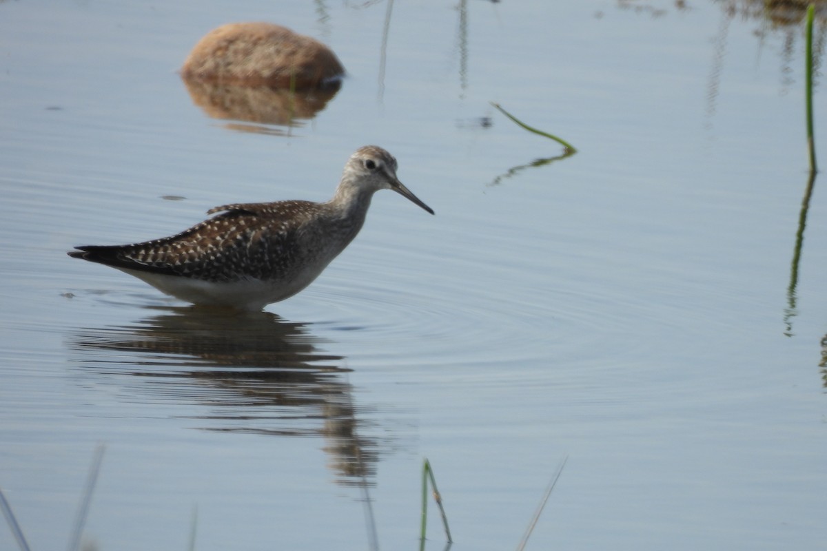 Lesser Yellowlegs - ML642077906