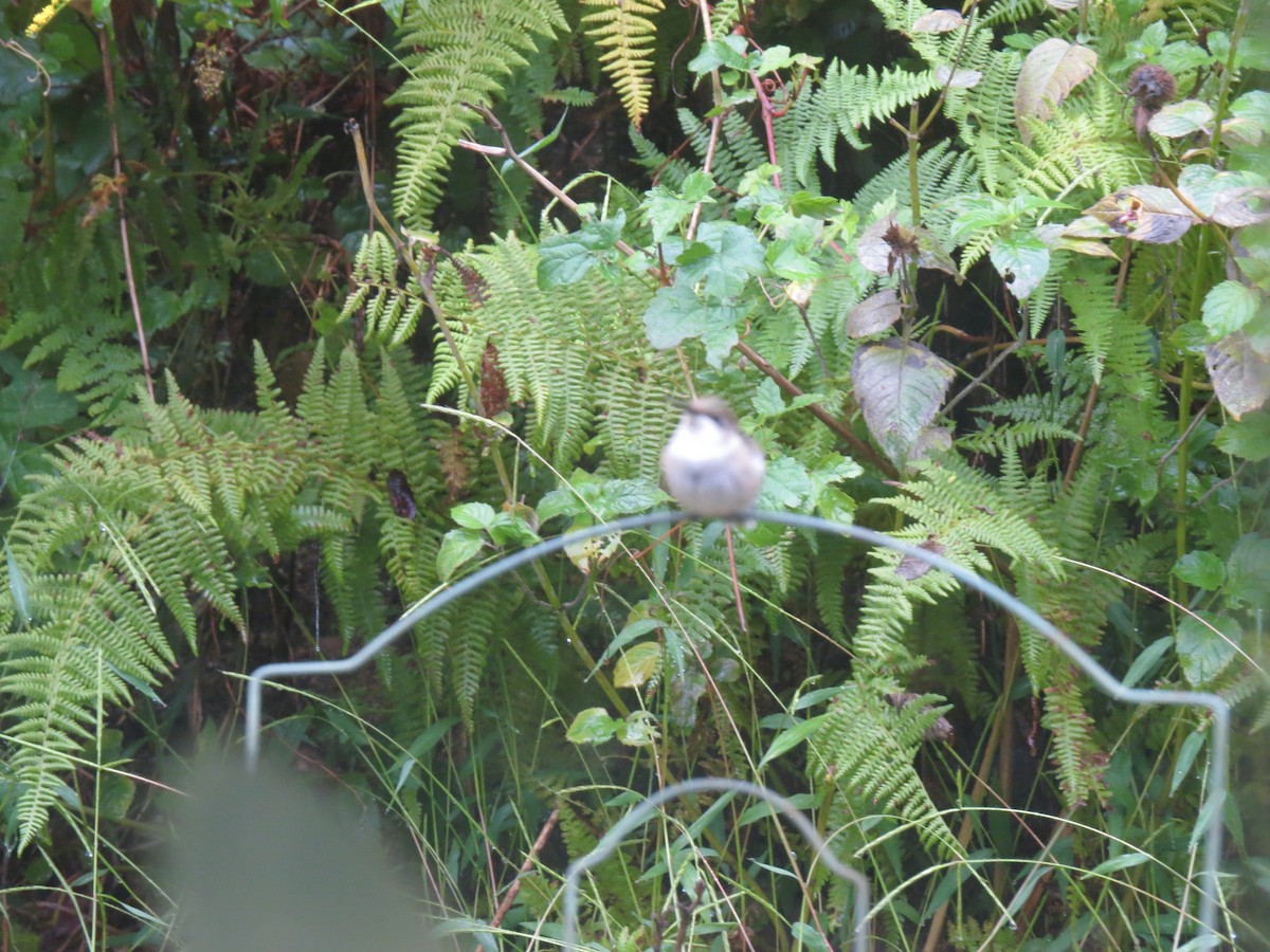 Ruby-throated Hummingbird - ML642077908