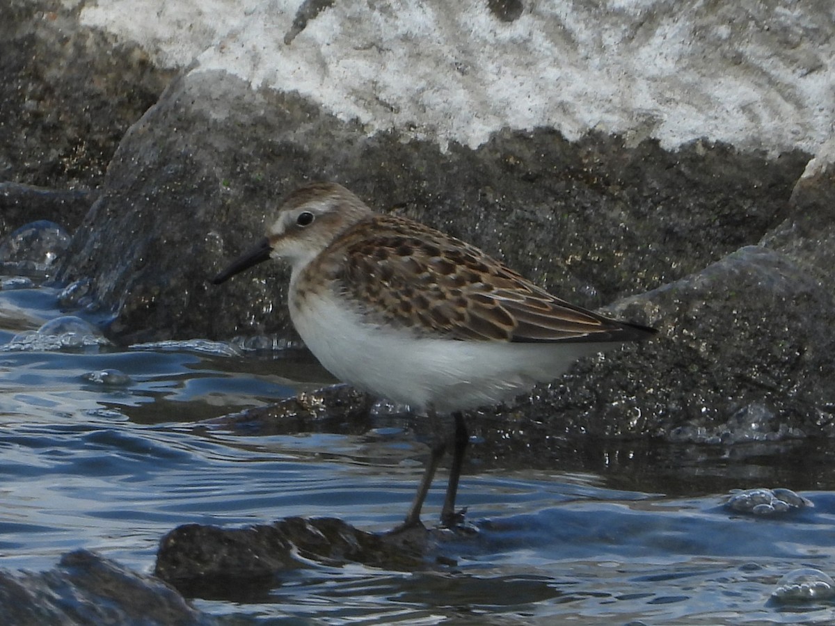 Semipalmated Sandpiper - ML642077909