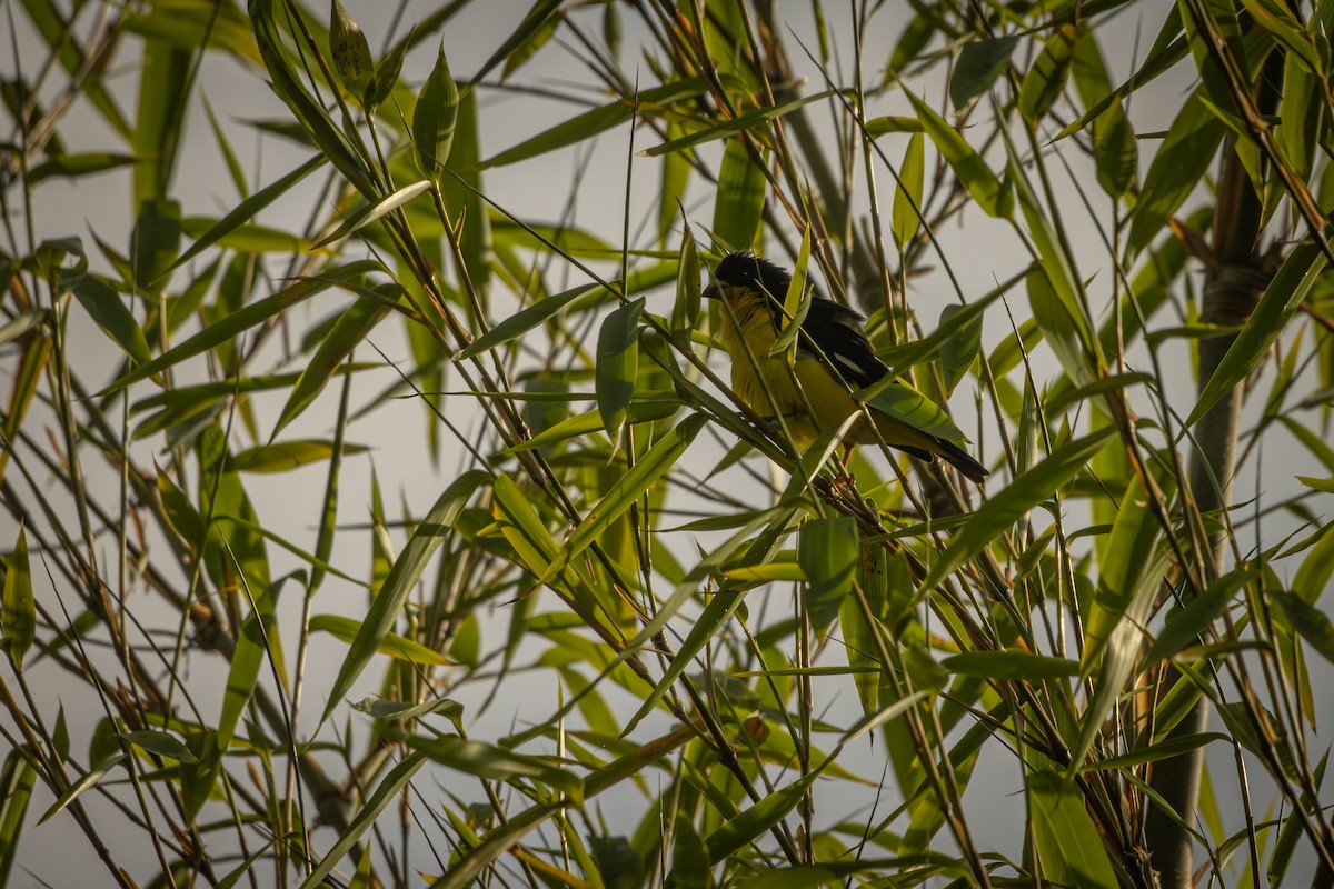 Lesser Goldfinch - ML642077910