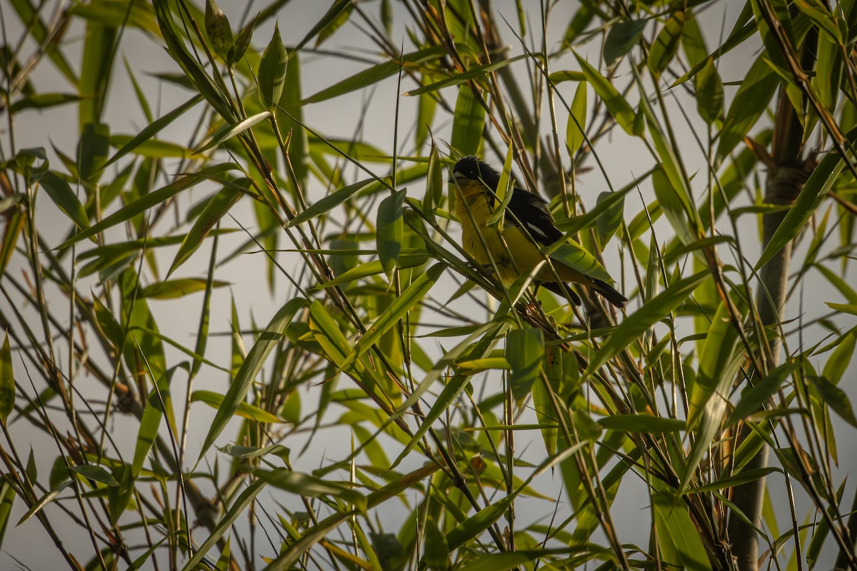 Lesser Goldfinch - ML642077911