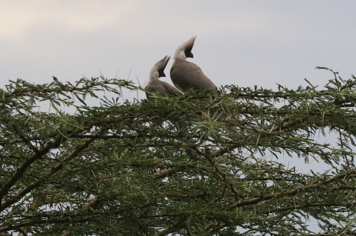 Bare-faced Go-away-bird - ML642077912
