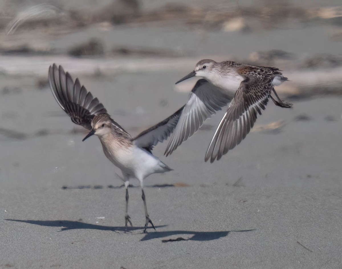 Western Sandpiper - ML642077913