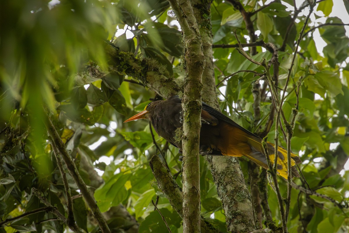 Russet-backed Oropendola - ML642077914