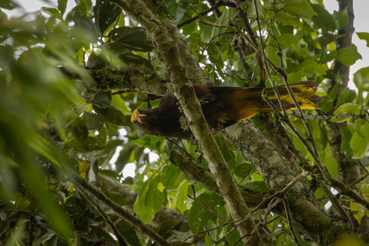 Russet-backed Oropendola - ML642077915