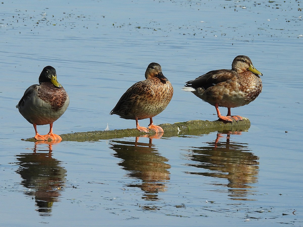 Mallard - ML642077918