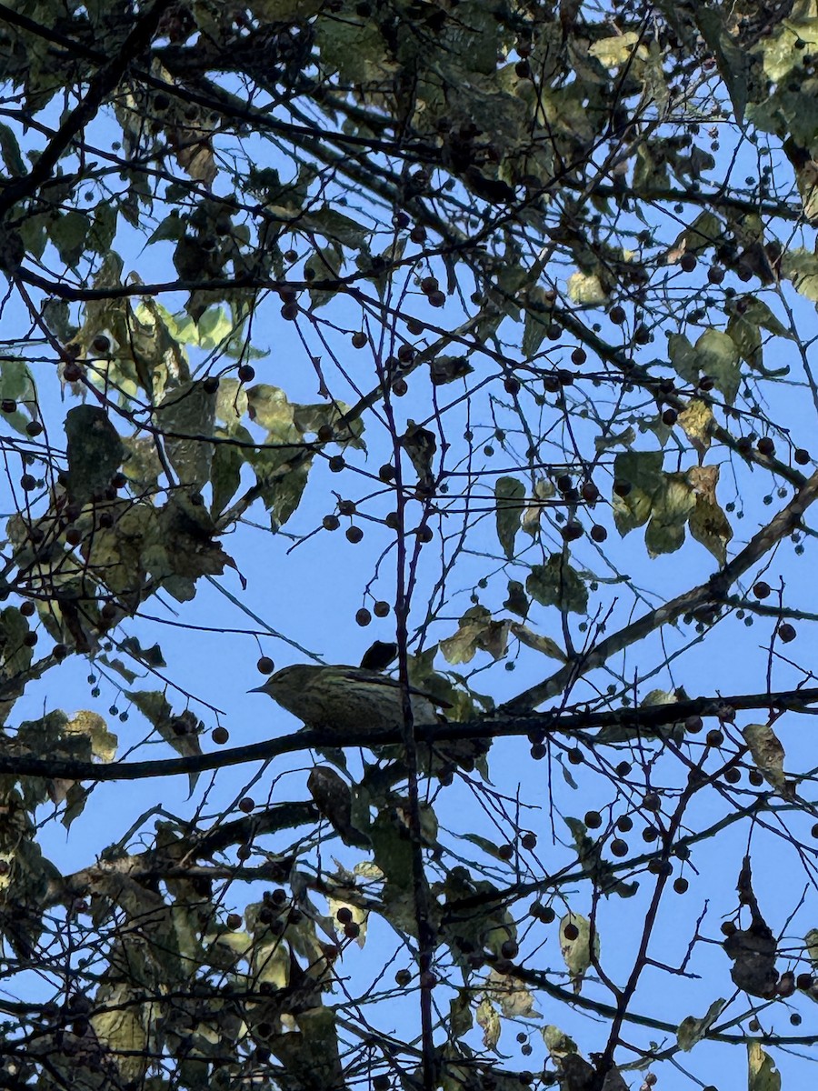 Cape May Warbler - ML642077920