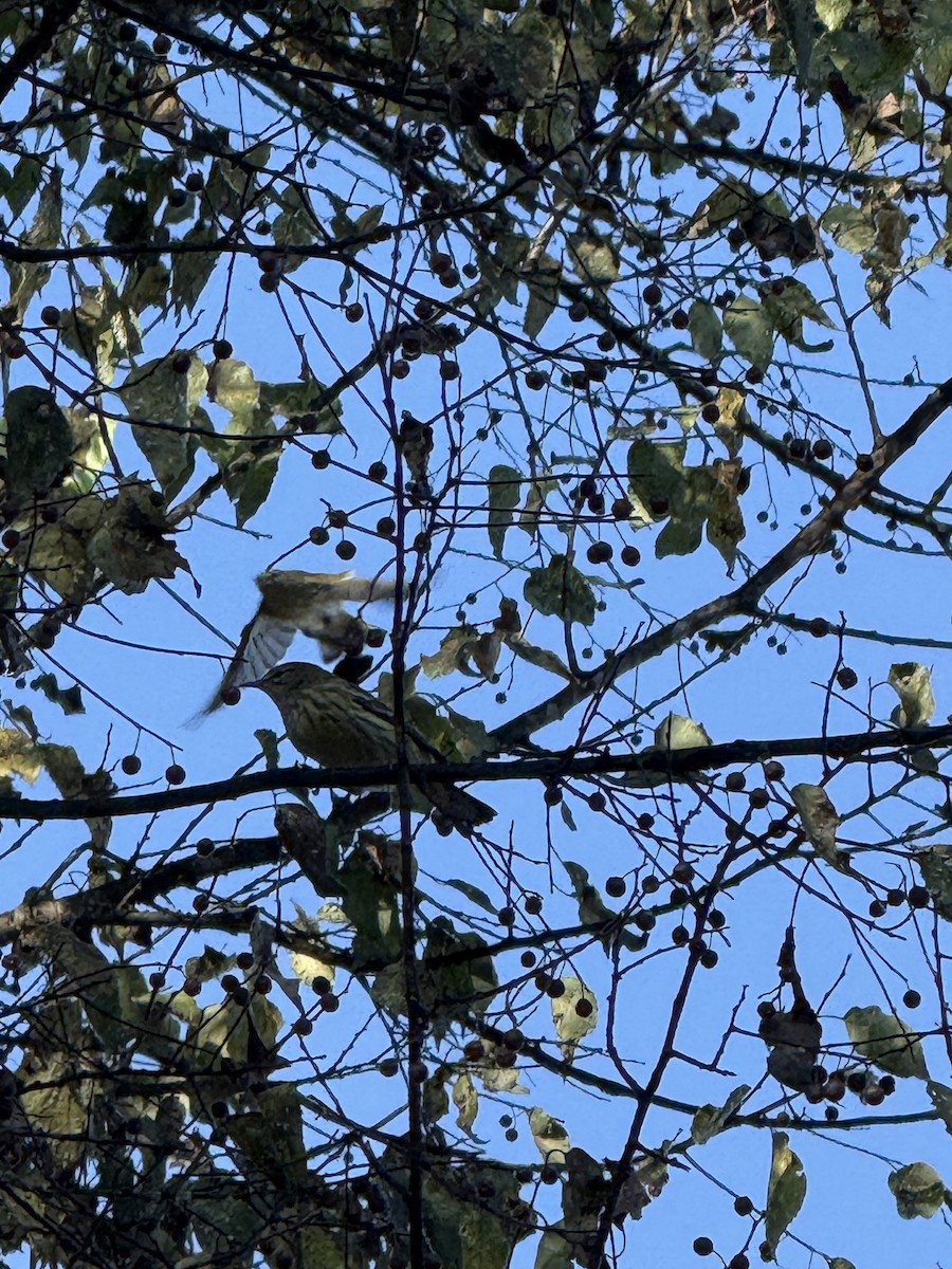 Cape May Warbler - ML642077922