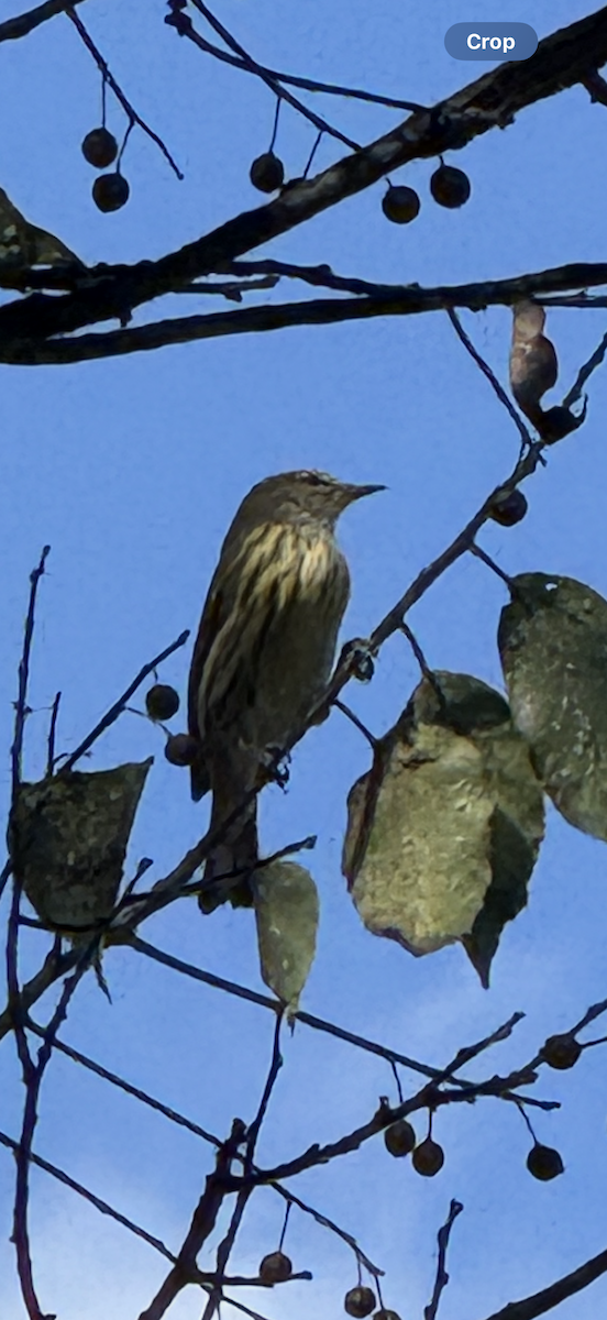 Cape May Warbler - ML642077923