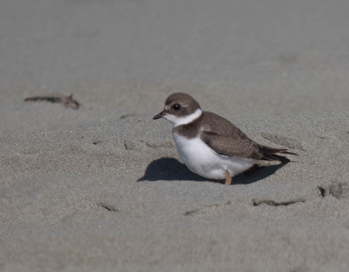 Semipalmated Plover - ML642077924