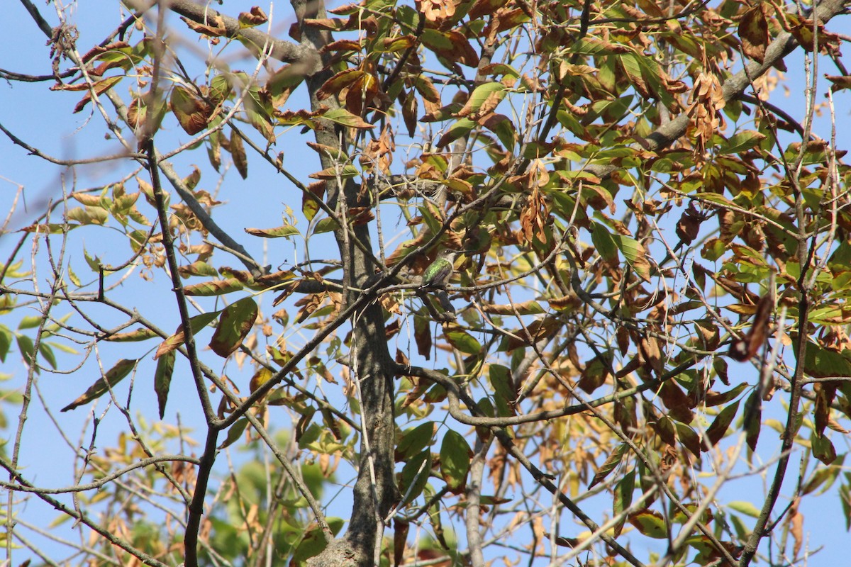 Ruby-throated Hummingbird - ML642077927