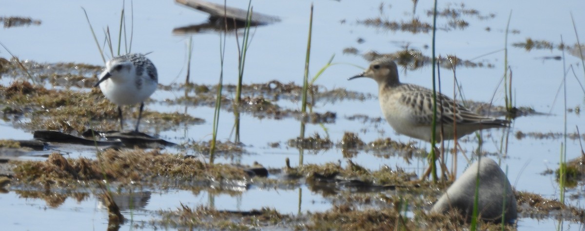 Sanderling - ML642077928