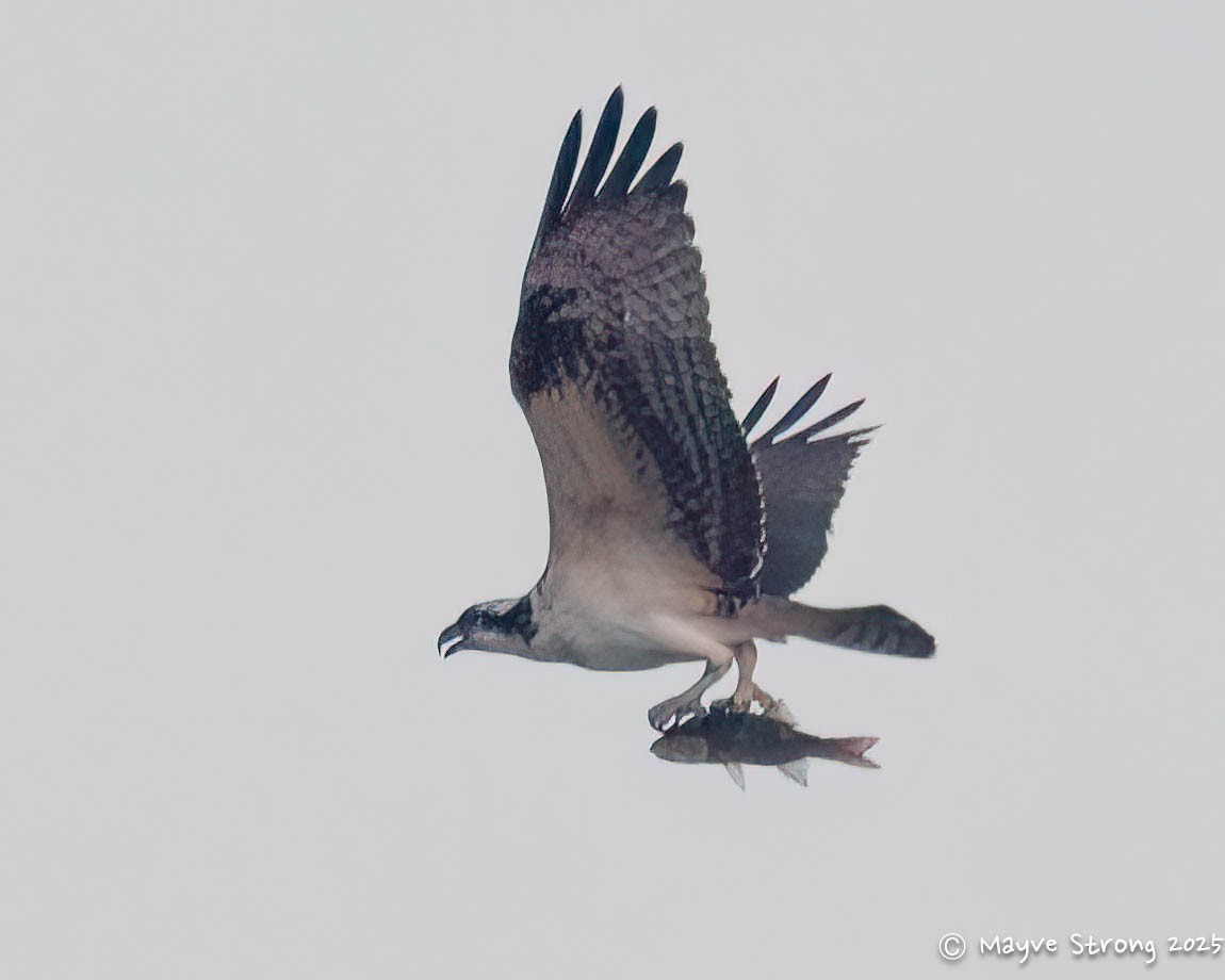 Osprey - ML642077932