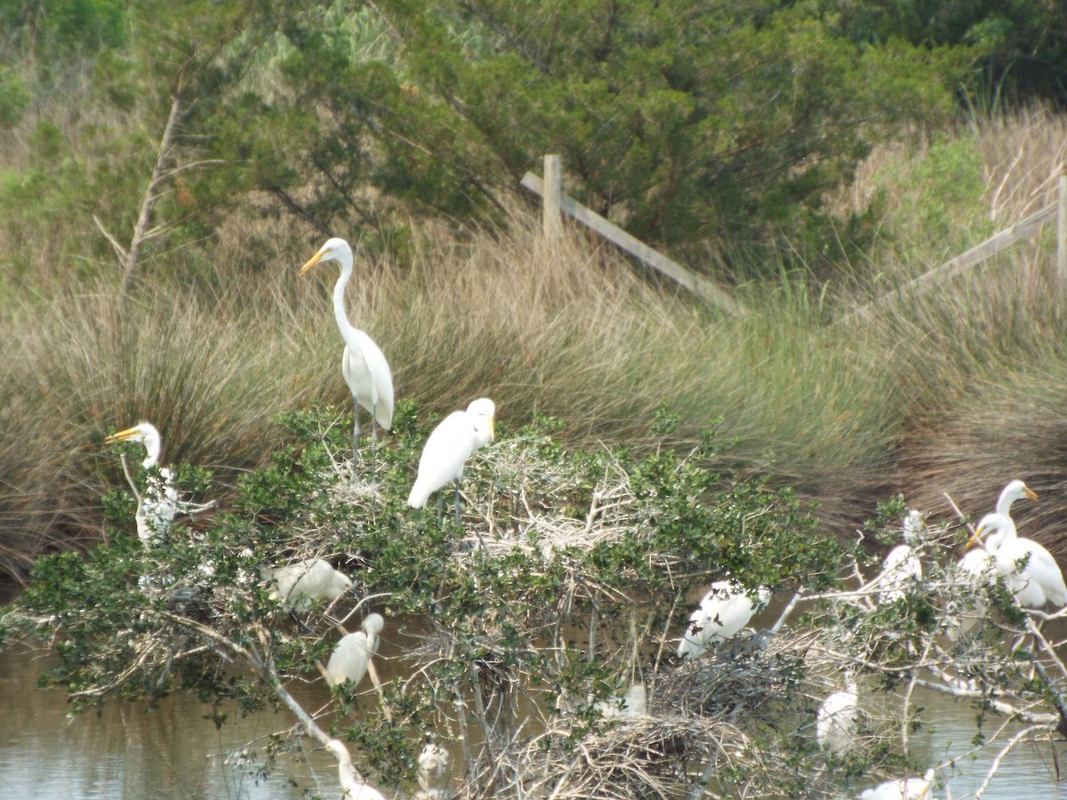 Great Egret - ML642077936