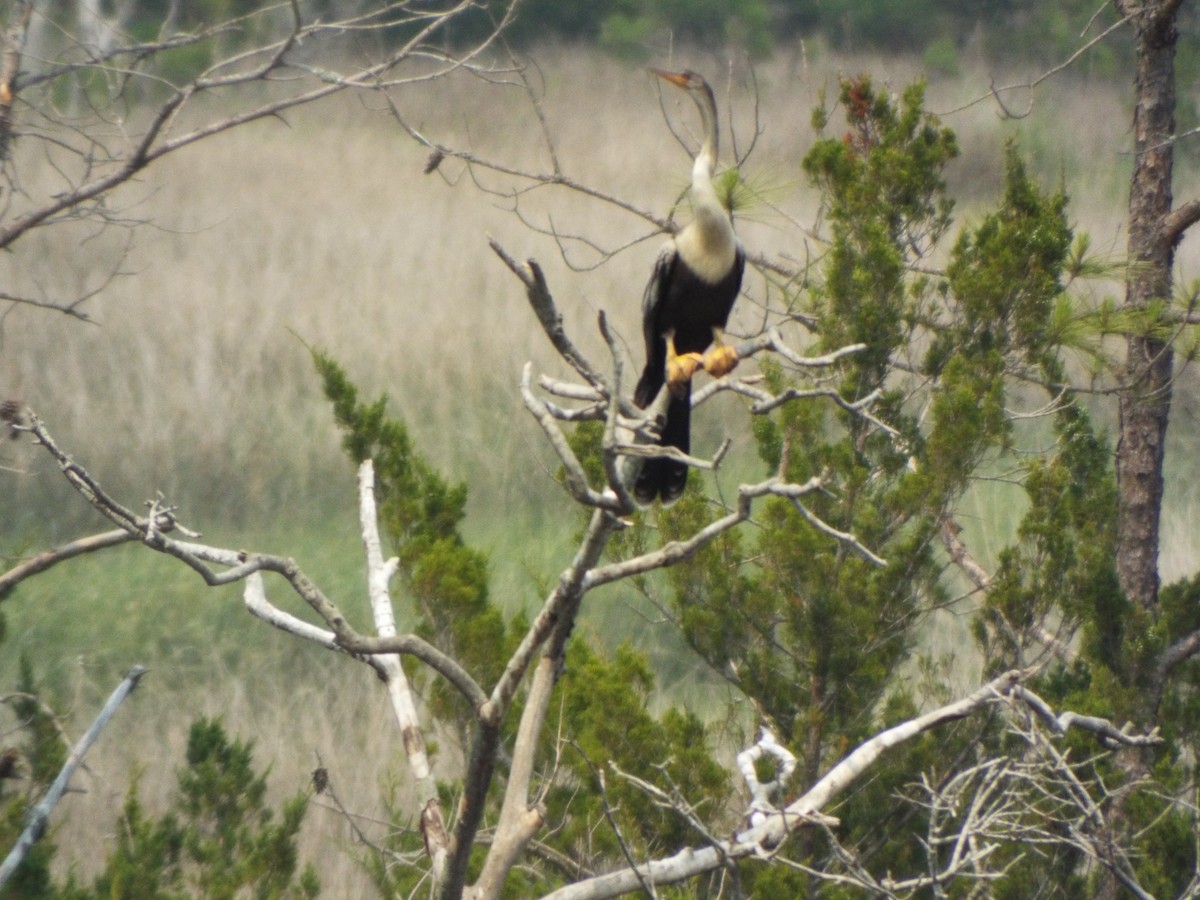 Anhinga - ML642077946