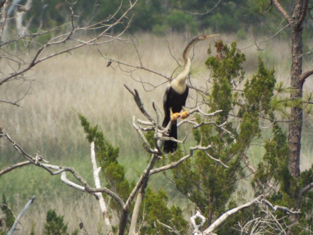 Anhinga - ML642077947